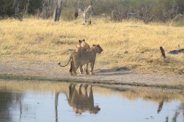Afrika 'nın bozkırındaki aslan