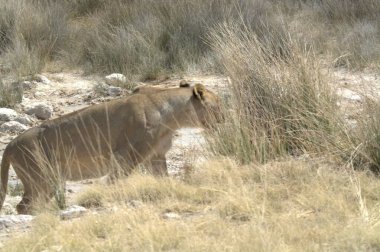 Gündüz vakti çimenlerde yürüyen dişi bir aslanın yakın plan fotoğrafı.