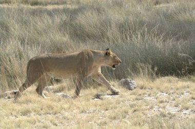 Hayvanat bahçesinde bir aslan