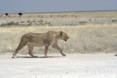 yolda yürürken aslan