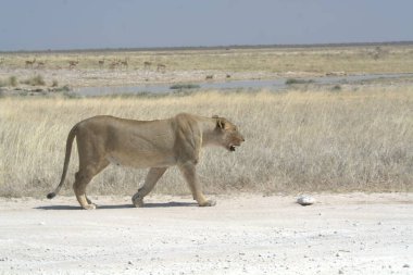 Aslan (panthera leo) Namibya 'daki Etoşa Ulusal Parkı' nın savanasında yürüyor.