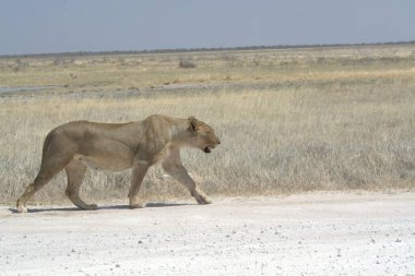 Vahşi Afrika aslanı savanada yürüyor