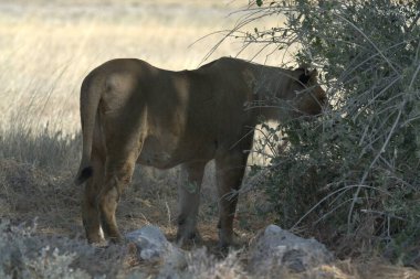 Afrika, Kenya savanındaki aslan.