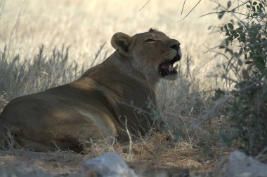 Dişi aslan, panthera aslanı, yetişkin yavru.