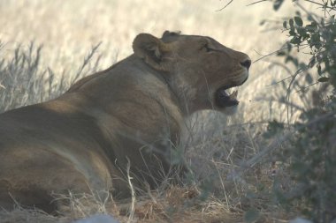 Afrika 'da, bozkırda bir aslan