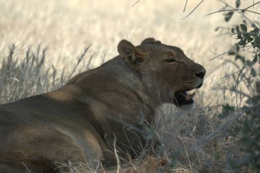 Çimenlerde yatan bir aslan.