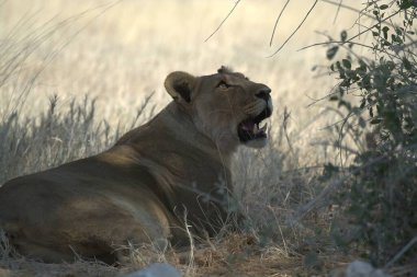 Güney Afrika 'daki Kruger Ulusal Parkı' nda aslan adam..