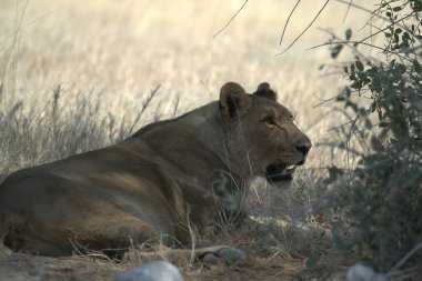 Kurak bir günün ardından Botswana 'daki Chobe Ulusal Parkı' nda dinlenen aslanlar.