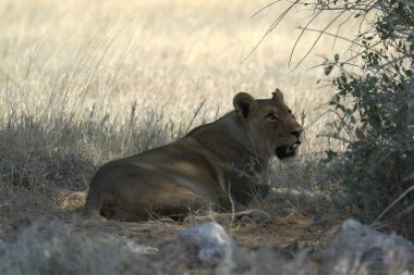 Namibya bozkırında vahşi bir aslan