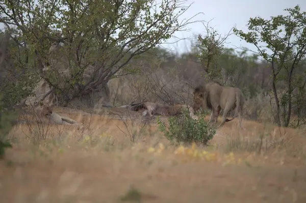 Doğadaki vahşi hayvanlar.