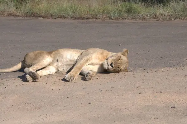 lion laying in the dry grass