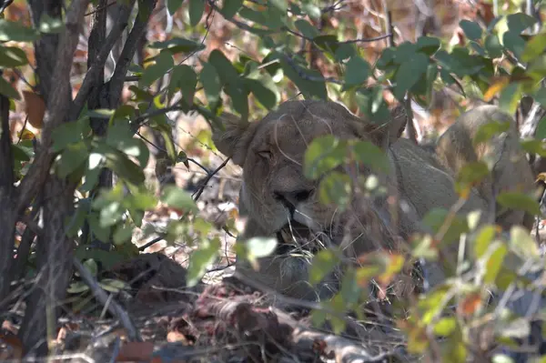 Erkek bir aslan çimenlerde oturuyor..