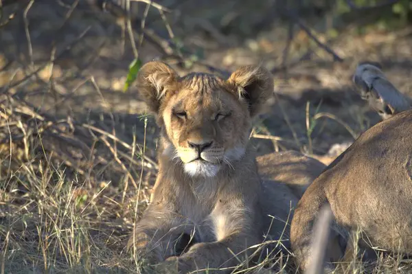 Aslan yavrusu çimlerde