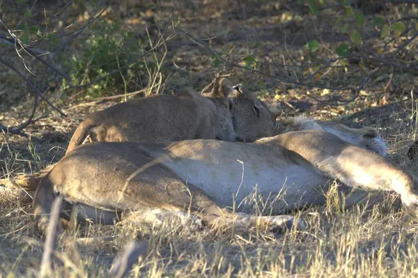 Savanadaki aslanlar, Kenya, Afrika