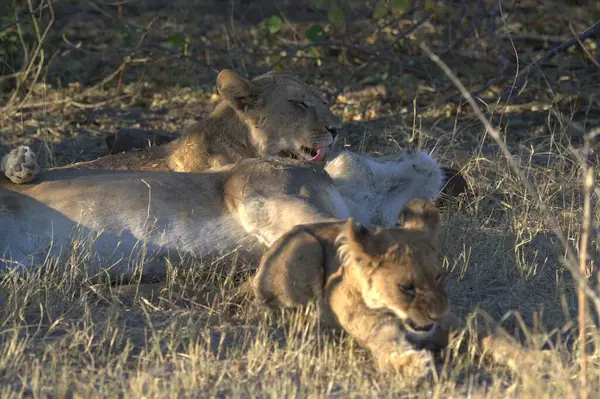 Güney Afrika 'daki Kruger Ulusal Parkı' nda aslanla dişi aslan.