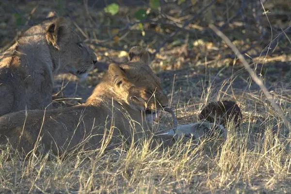 Güney Afrika 'da dişi aslan.