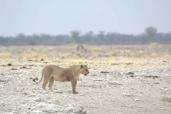 Namibya 'da Etoşa aslanı