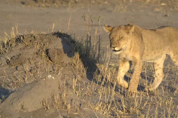 Savannah dişi aslan