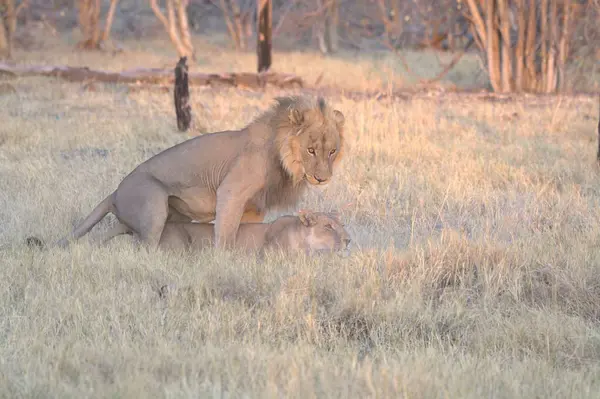 Aslan yavrusu çimlerde.