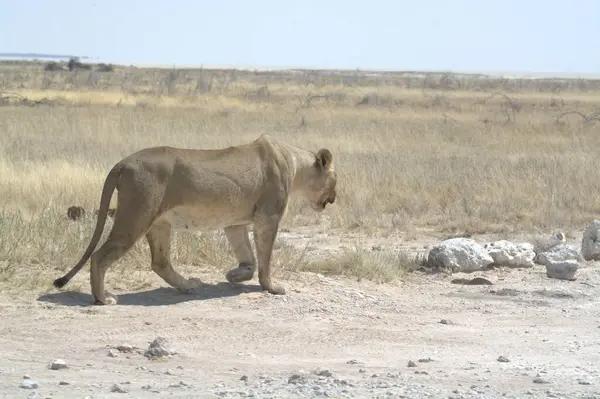 Afrika 'da Namibya aslanı
