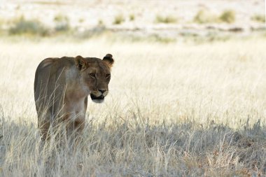Kenya savanındaki aslan
