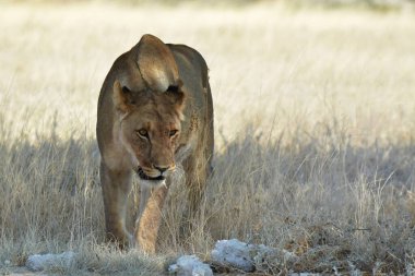 lioness in the savannah in the morning