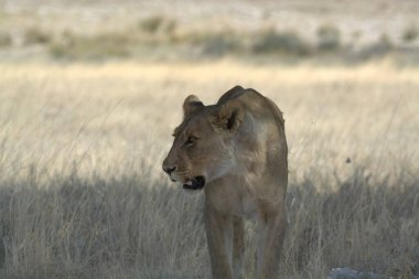 Namibya savanındaki aslan, Afrika