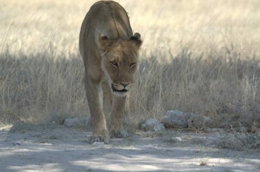Kenya savanasında yürüyen bir erkek aslan.