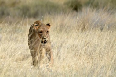 Vahşi doğada dişi aslan.