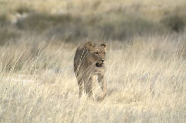Etoşa Park, Namibya 'da dişi aslan.