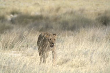 Afrika 'daki vahşi aslanlar