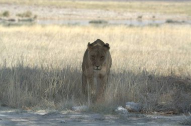 Namibya 'daki Etoşa Milli Parkı' nda aslan.