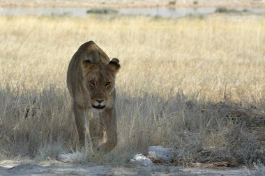 Aslan kuru toprakta yürüyor.