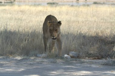 # Güzel bir aslan bozkırda #