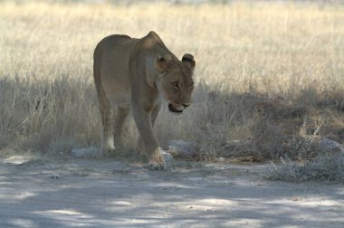 Namibya 'da Etoşa' da aslan