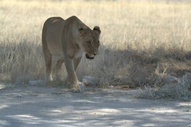 Namibya 'daki Etosha Milli Parkı' nda Aslan