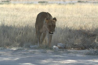 Afrika bozkırında vahşi bir aslan