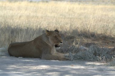 Namibya bozkırında bir aslan