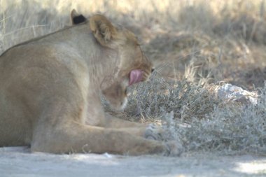 Aslan (panthera leo) Güney Afrika 'daki Kruger Ulusal Parkı' nda