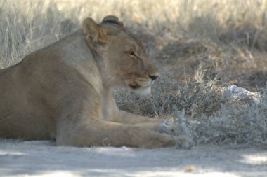 Vahşi doğada dişi aslan.