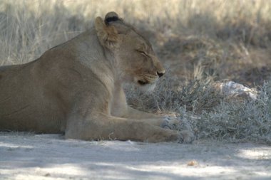 Afrika aslanı (panthera leo )