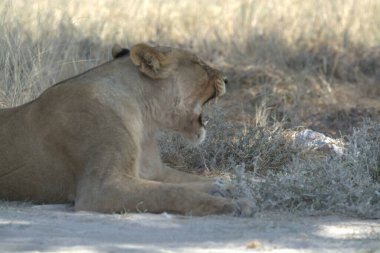 Hayvanat bahçesindeki aslan.