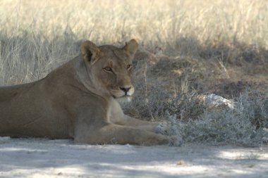Savanadaki aslan, Kenya