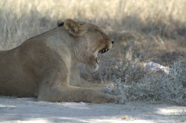 Dişi aslan (panthera leo) kumda dinleniyor.