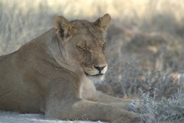 Bulanık arkaplanı olan bir aslanın güneş ışığında yerde yatışı.