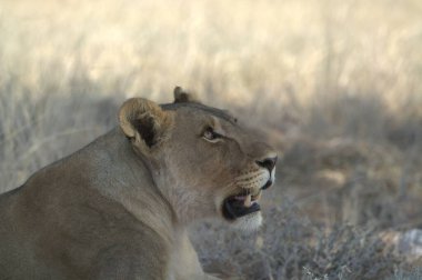 Namibya 'da vahşi yaşam aslanı