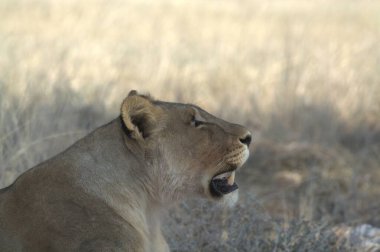 Vahşi doğada dişi aslan.