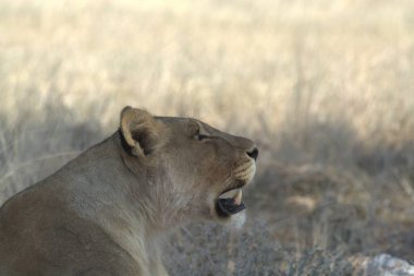 Kenya bozkırında güzel bir aslan
