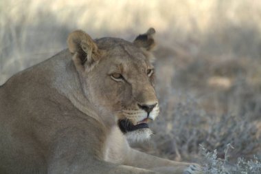 Güney Afrika 'daki Kruger parkında aslan var.