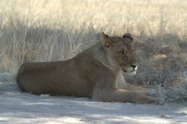 Kenya bozkırında dişi aslan.
